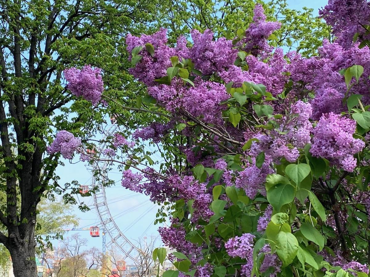 Magic Vienna Right Next To The Prater!公寓 外观 照片